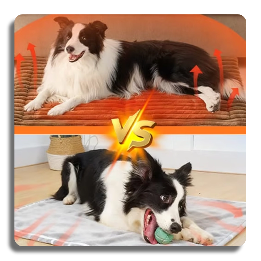 Thermal comparison infographic showing a Border Collie on a self-warming mat with heat reflection vs a cold regular blanket.